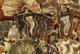 Composite Plate Of Agatized Ammonite Fossils #107326-1